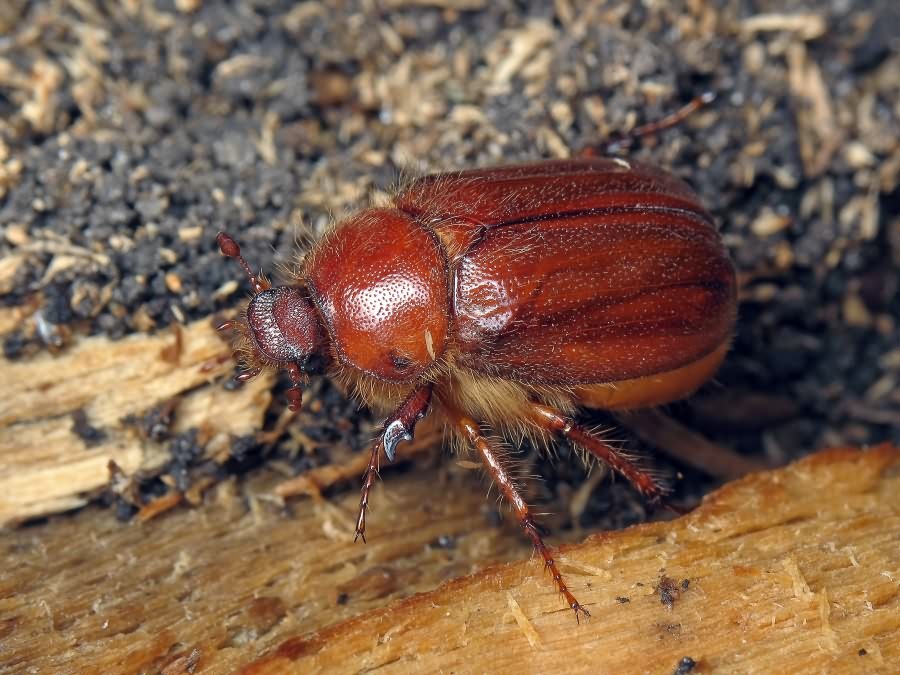 Holochelus aequinoctialis (Herbst, 1790)